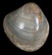Polished Fossil Clam - Large Size #5258-2